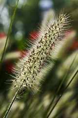 fountain grass