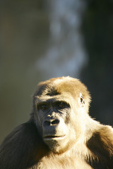 Obraz premium Western Lowland Gorillas