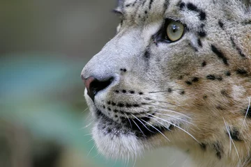 Foto auf Acrylglas Snow Leopard © Kitch Bain