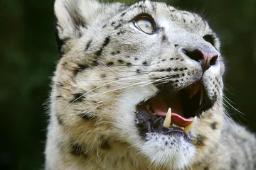 Fotobehang Snow Leopard © Kitch Bain