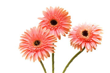 Three flowers isolated on the white background
