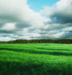 Green grassland and storm cloud