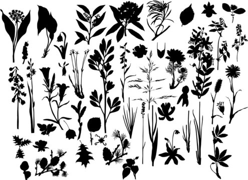 plants silhouette