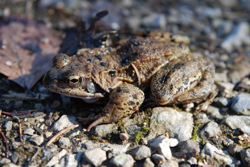 crapreau