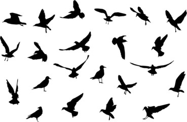 Obraz na płótnie Canvas birds silhouettes
