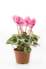 Pink cyclamen on a white background