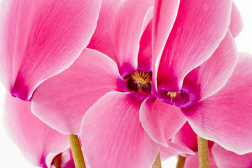 Fototapeta na wymiar Close up of a Cyclamen flowers