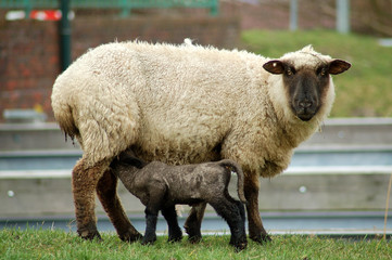 Schaf säugt Lamm