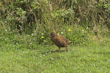 neuseeländischer vogel
