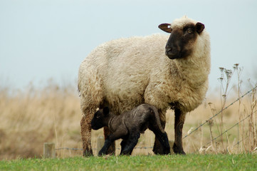Fototapeta premium Muttertier und Lamm im Marschland