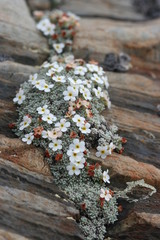 androsace de vandelii - pyrenees orientales