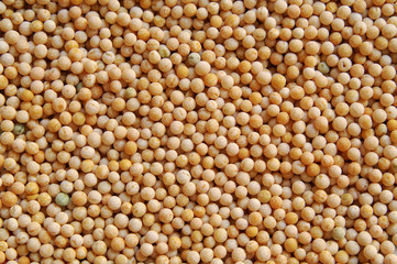 Pea