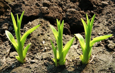 Fototapeta premium Sprout