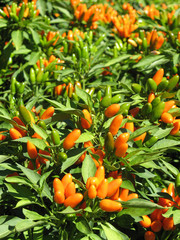 Ornamental pepper