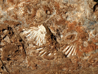 Fossil inside a stone