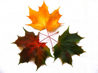 maple leaves