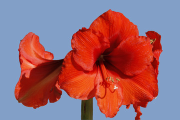 Amaryllis, Blume