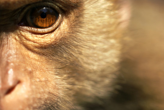 Macaque rhesus