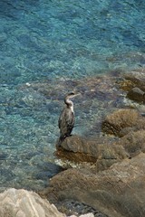cormoran port-cros
