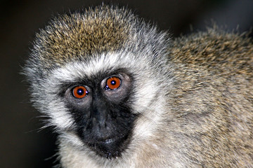 Mono de Vervet
