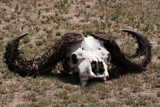 Craneo de b&uacute;falo