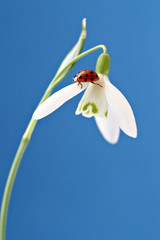 Ladybug on snowdrop (close-up)