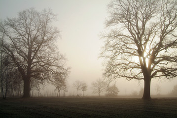Fototapeta na wymiar bäume im morgennebel