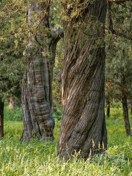 Twisted chinese tree