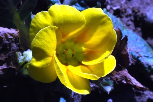 primula