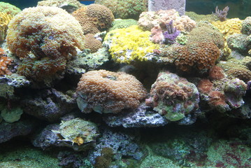 Naklejka na ściany i meble coralli