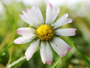 white daisy in the grass, shallow focus - 6404620