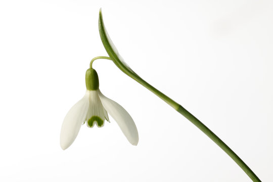 Snowdrop Top main image 1