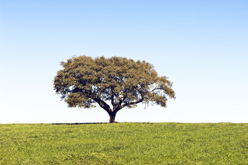 Lonely tree in green grass landscape, Alentejo, Portugal