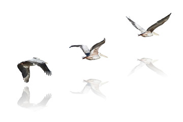 pélicans