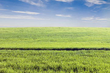 Green crop field under a clear afternoon sky