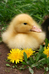 Small duck and yellow flowers in the afternoon