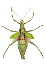 green insect (cyphocrania gigas) with clipping path