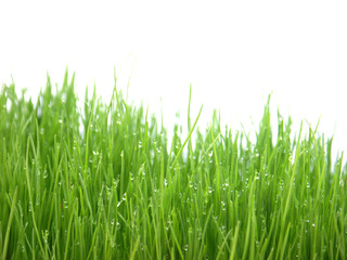 Fototapeta na wymiar spada na ostrza z trawy