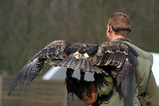 Falkner
