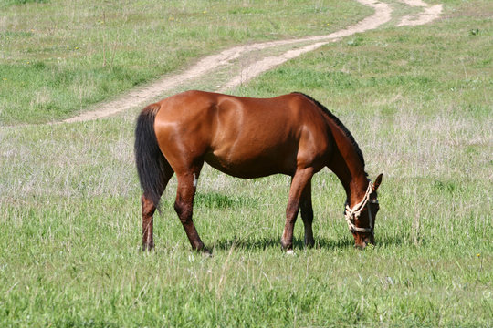 grazed horse on a meadow
