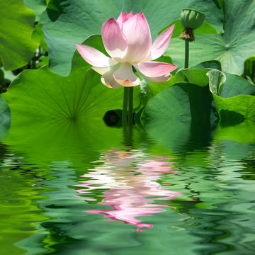 Fototapeta reflets de lotus
