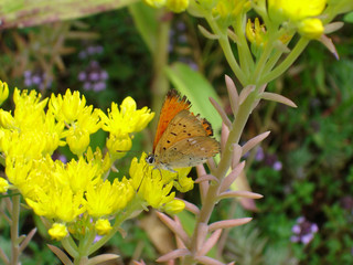papillon © globuleverte