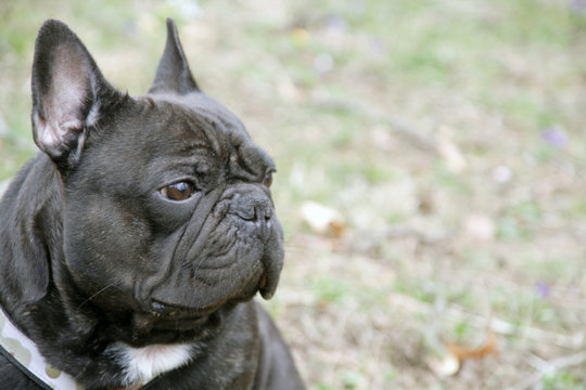  french bulldog
