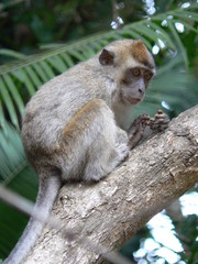 Borneo - Young Long-Tail Macaque Monkey