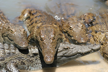Alligator group