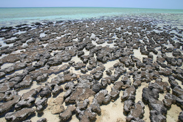 Australian cost reefs