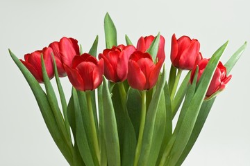 Tulpen