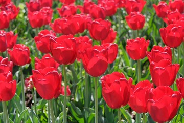 Fototapeta premium Tulip Garden