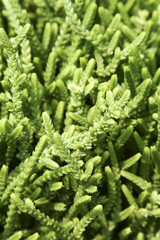 green branches