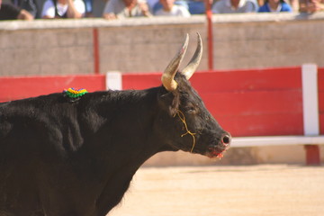 Course camarguaise